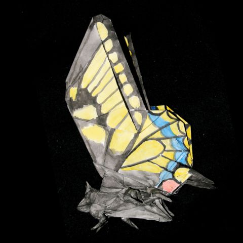 Бабочка махаон (2)