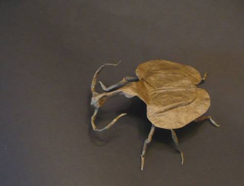 Мануэль Сирго. Violin beetle.Листовидная жужелица