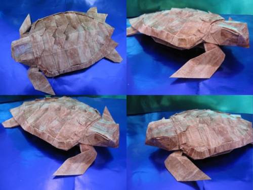Loggerhead Sea Turtle - Satoshi Kamiya
